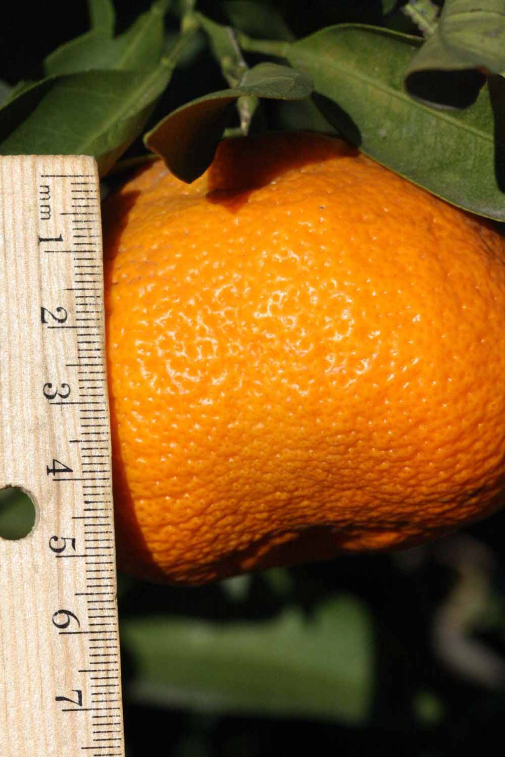              Fruit (Riverside, CA)       